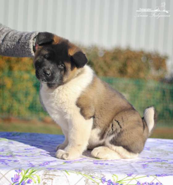 Акита в Ростове-на-Дону фото 109