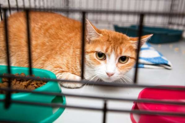 Ласковая Шелли ищет доброго друга