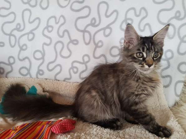 Взрослые девочки из питомника, возможно в совладение в Екатеринбурге фото 32