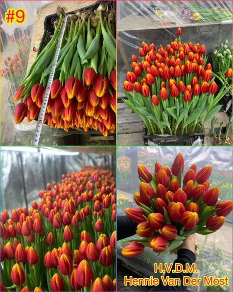 Принимаем заказы на тюльпаны к 14 февраля и 8 марта в фото 4