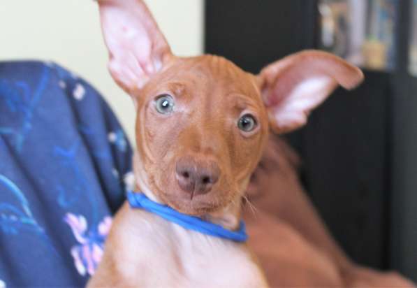 Продам щенков Чирнеко дель Этна в Нижнем Новгороде фото 10