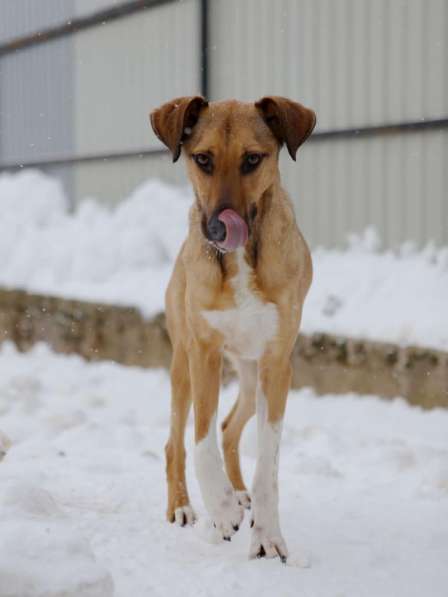 Ищет Дом молодой пес Скуби в Москве фото 4