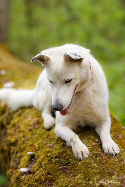 Белый малыш сиба-ину Ральф в дар в Москве фото 8