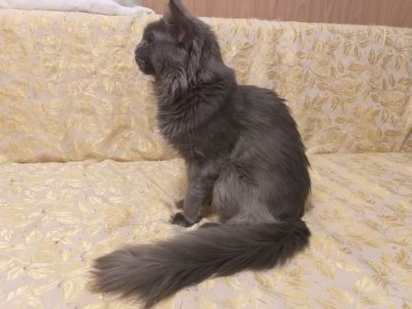 Мейн-кун Давид в Тюмени фото 4