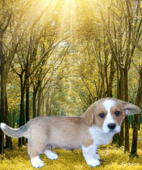 Девочки вельш корги кардиган в фото 14