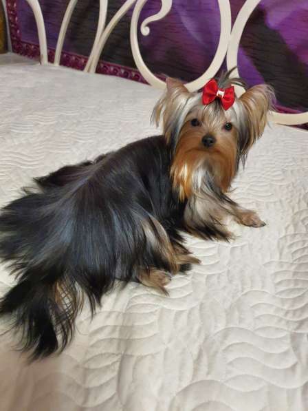 МИНИ ЙОРШИРЕНОК ПОДРОЩЕННЫЙ в Москве фото 8