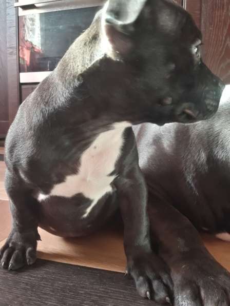 Американский булли в Воронеже фото 10