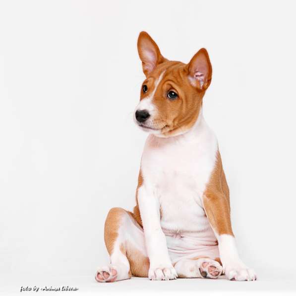 Басенджи щенки в фото 11