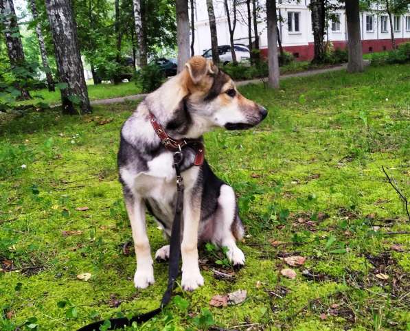 Тася в добрые руки в Ногинске фото 32