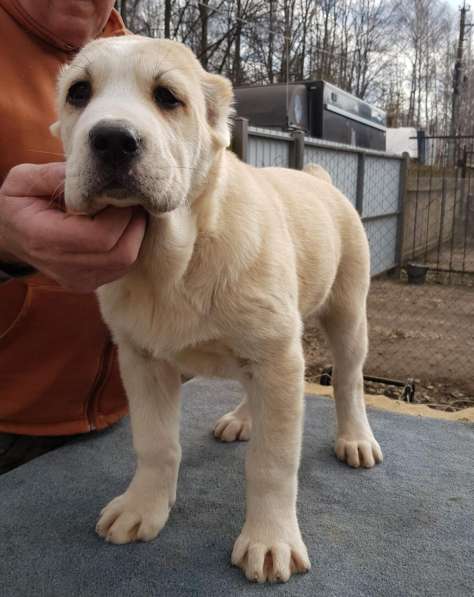 Щенки среднеазиатской овчарки (девочки) в Киржаче фото 8