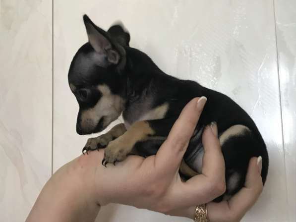 МИКРО русский той-терьер в Москве фото 8