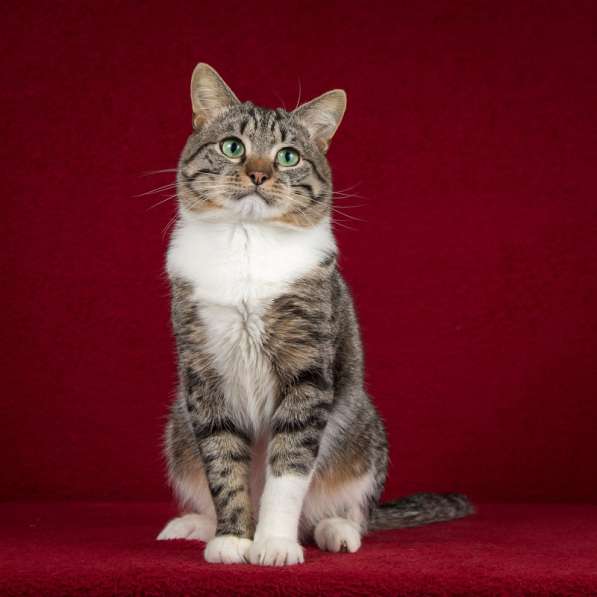 Умнейший зеленоглазый кот Борис в дар в Москве