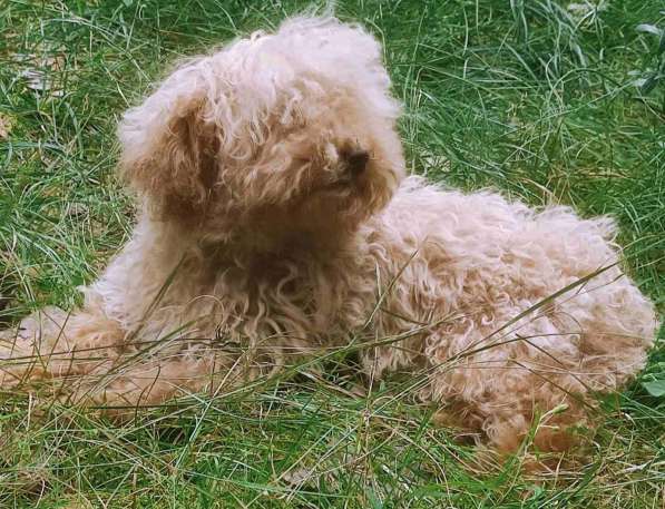 Той пудель. Apricot в фото 4