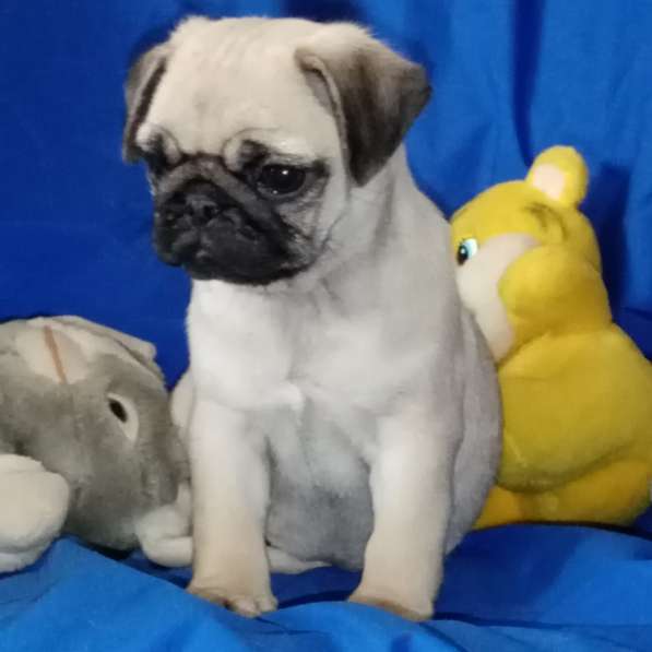 Мопс щенки в Орле фото 5