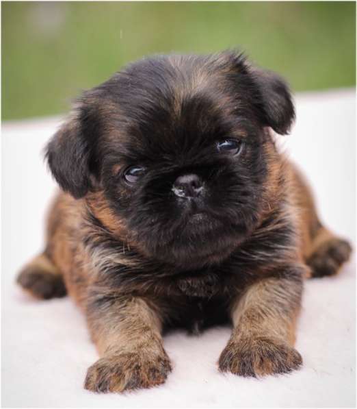 Щенки Брюссельский гриффон и пти-брабансон в Москве фото 8