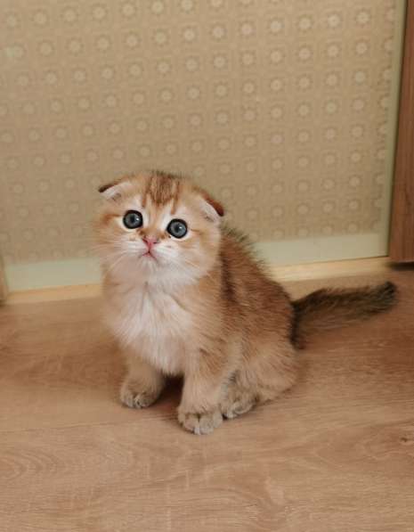 Шотландские котята в Новосибирске фото 10