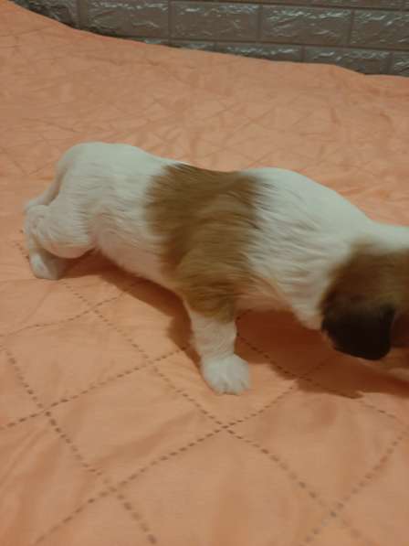 Продам щенков в фото 10