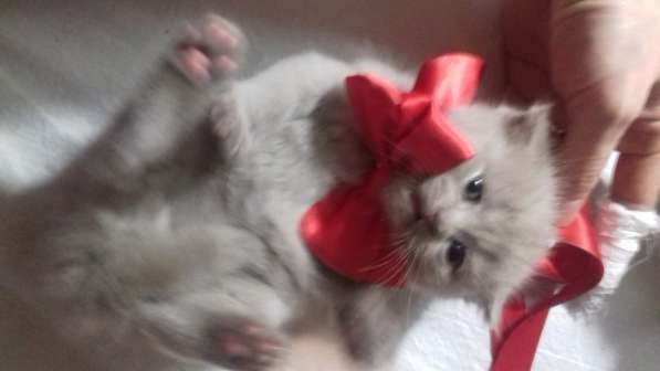 Котята в Челябинске фото 12