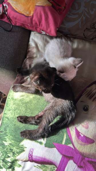 Отдам котят в добрые руки в Астрахани