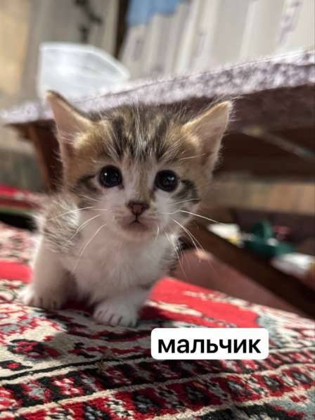 Котята в Нижневартовске фото 4