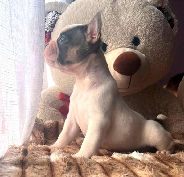 Щенки в Уссурийске фото 5