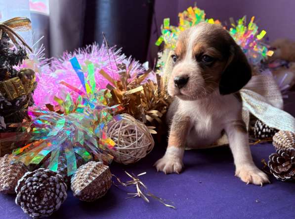 Бигль в Уссурийске фото 5