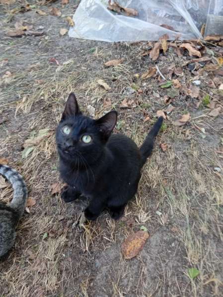 Самый лучший котенок в фото 6