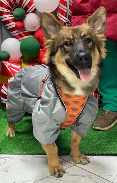 Тимоха в поисках дома и друзей