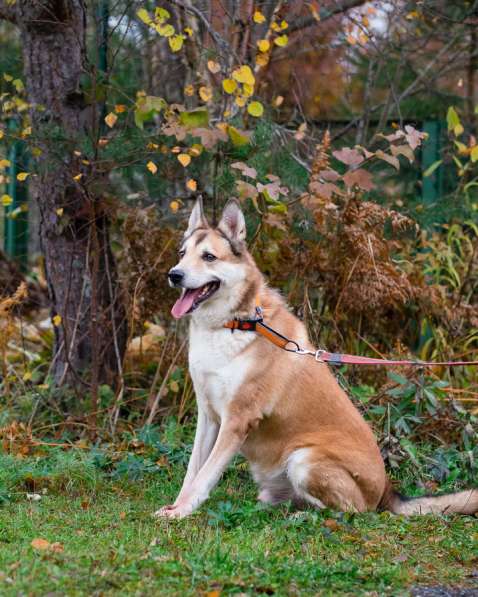 Красивый активный пёс Маффин ищет дом в Санкт-Петербурге фото 13