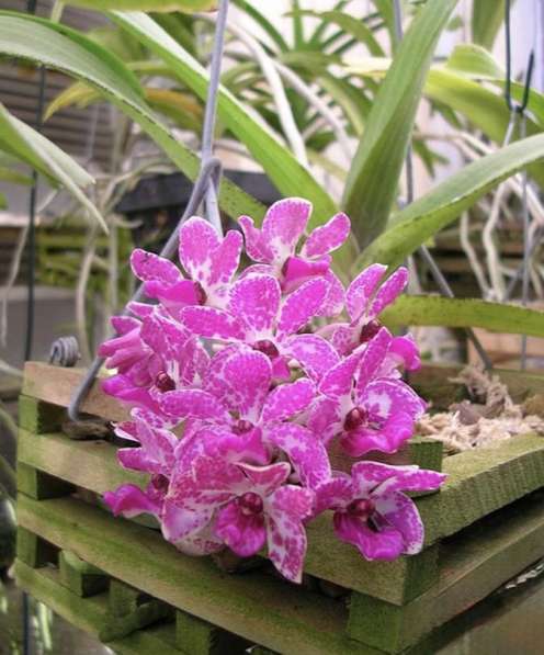 Орхидея Ванда в Челябинске фото 8