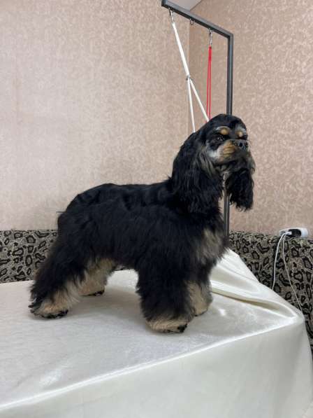 Американский кокер спаниель в Москве