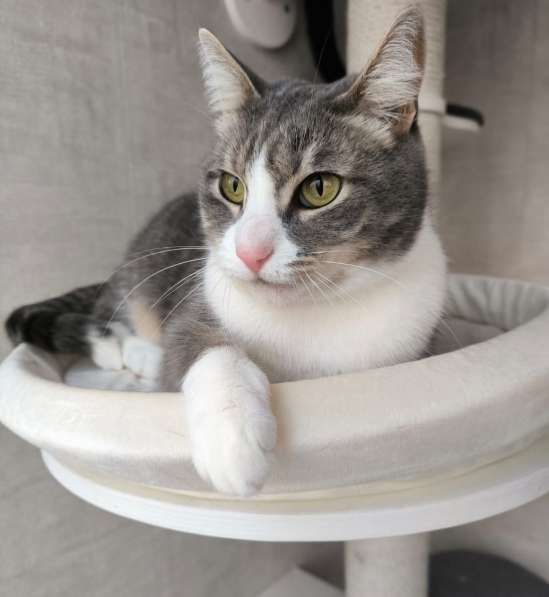 Маркиз в поиске дома в Москве фото 3