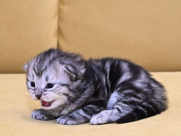 Сибиркие котята в Зеленограде фото 6