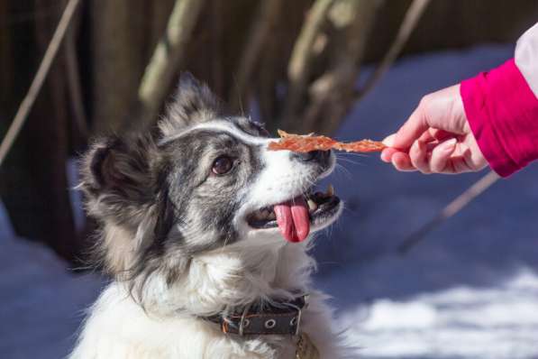 Очень ищет свою семью Ластик в Москве фото 13