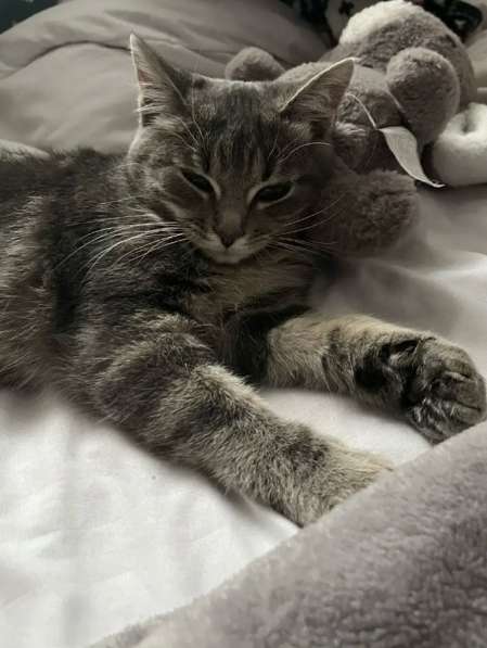 Отдам бесплатно кошечку 8 месяцев