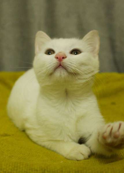 Беленький котёнок в Санкт-Петербурге