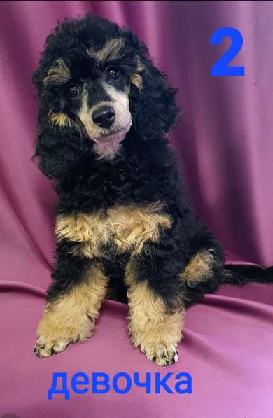 Девчата-пуделята фантом, чёрно-подпалые в Москве фото 3