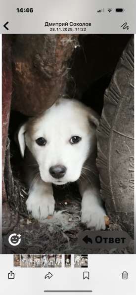 Щенки в Сибае фото 5