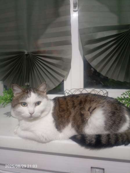 Котик в добрые руки в Новосибирске фото 3