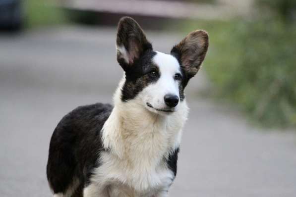 Вельш корги кардиган-мальчик в Москве фото 10