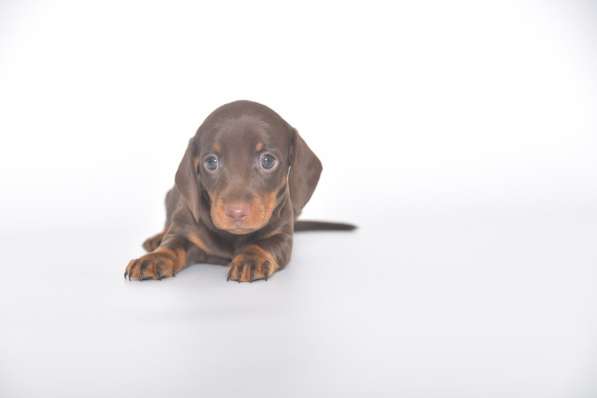 Клубные щенки Таксы гладкошерстные мини и кроличьи в Москве фото 6