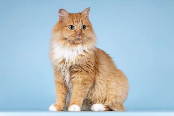 Кошечка Дюймовочка ищет доброе сердце в Москве фото 4