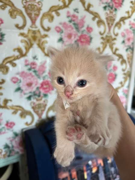 Котята в добрые руки? в Новосибирске фото 4