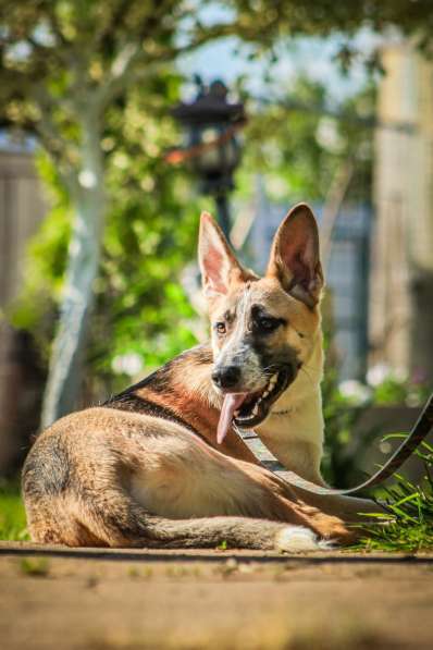 Красавчик, метис овчарки Рэкс в дар в Москве фото 5