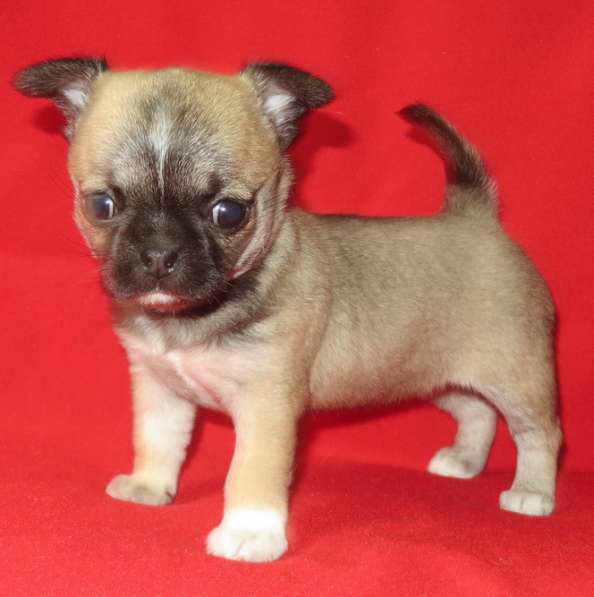 Чихуа девочка в Санкт-Петербурге фото 7