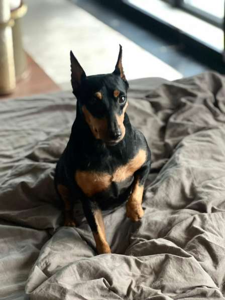 Цвергпинчер в добрые руки в Москве фото 4