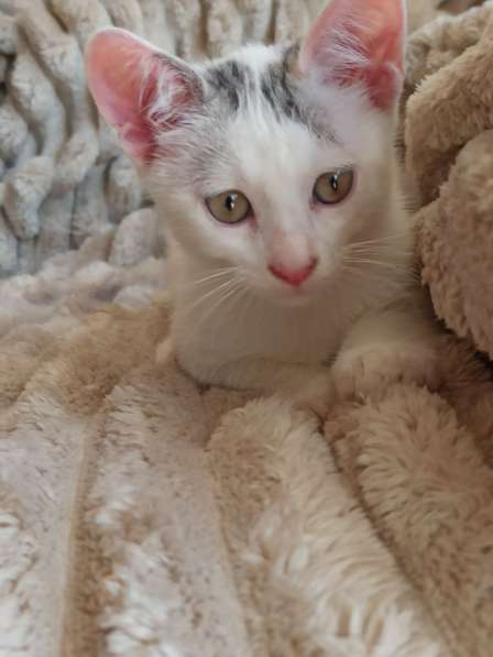 Ищет дом нежный котёнок, 2 мес в фото 8