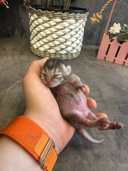 Котята, породы Британская золотая шиншила