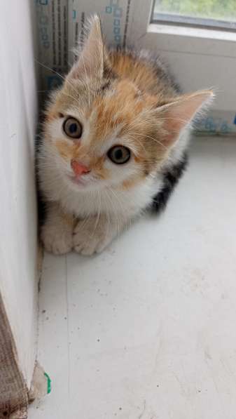 Котята даром в фото 3