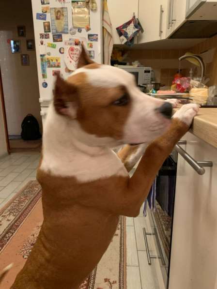 Найдена собака, щенок в Ростове-на-Дону